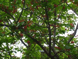 j2014.6.6 1.jpg